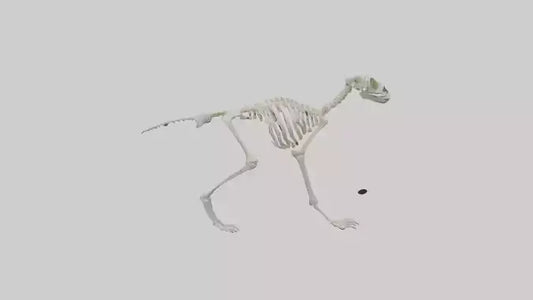 3D model Lemur Skeleton model VR / AR / low-poly