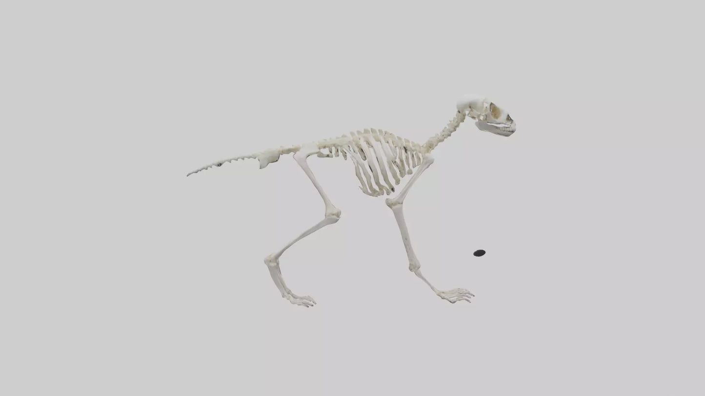 3D model Lemur Skeleton model VR / AR / low-poly