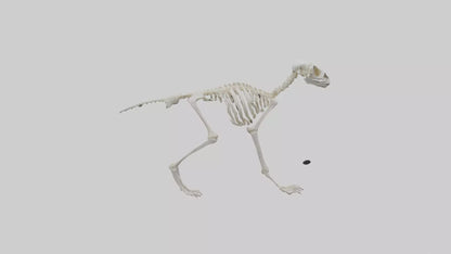 3D model Lemur Skeleton model VR / AR / low-poly
