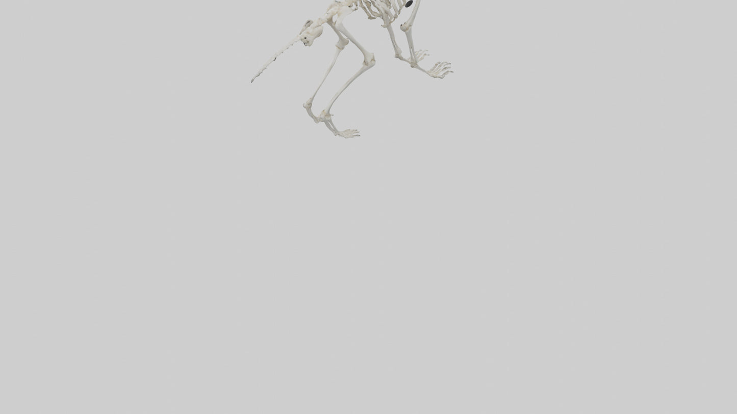 3D model Lemur Skeleton model VR / AR / low-poly