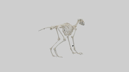 3D model Lemur Skeleton model VR / AR / low-poly