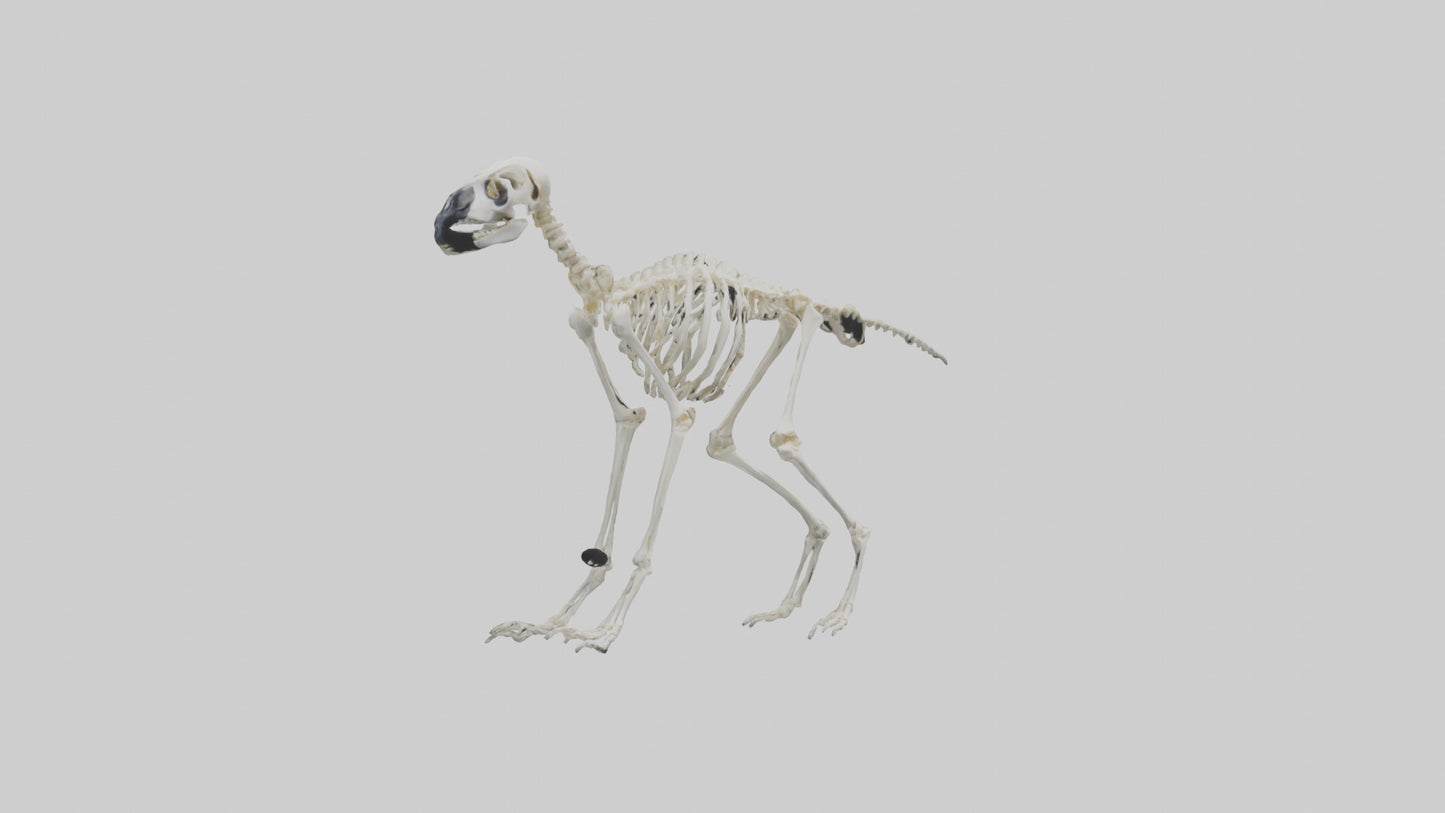 3D model Lemur Skeleton model VR / AR / low-poly