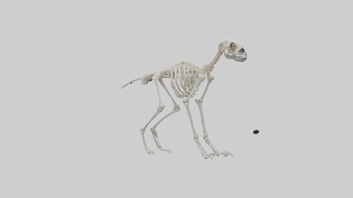3D model Lemur Skeleton model VR / AR / low-poly