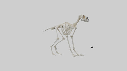 3D model Lemur Skeleton model VR / AR / low-poly