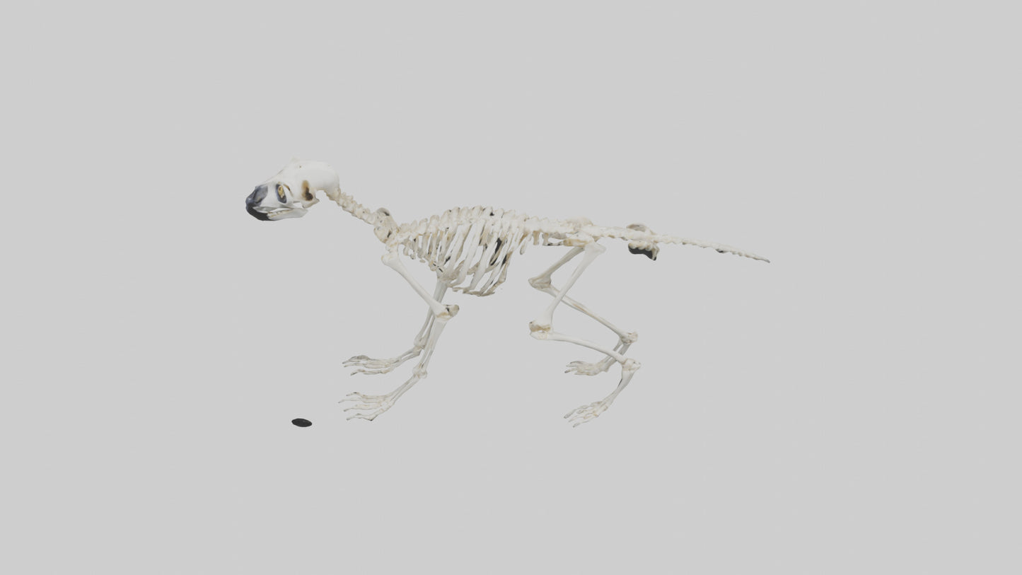 3D model Lemur Skeleton model VR / AR / low-poly