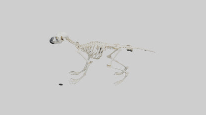 3D model Lemur Skeleton model VR / AR / low-poly