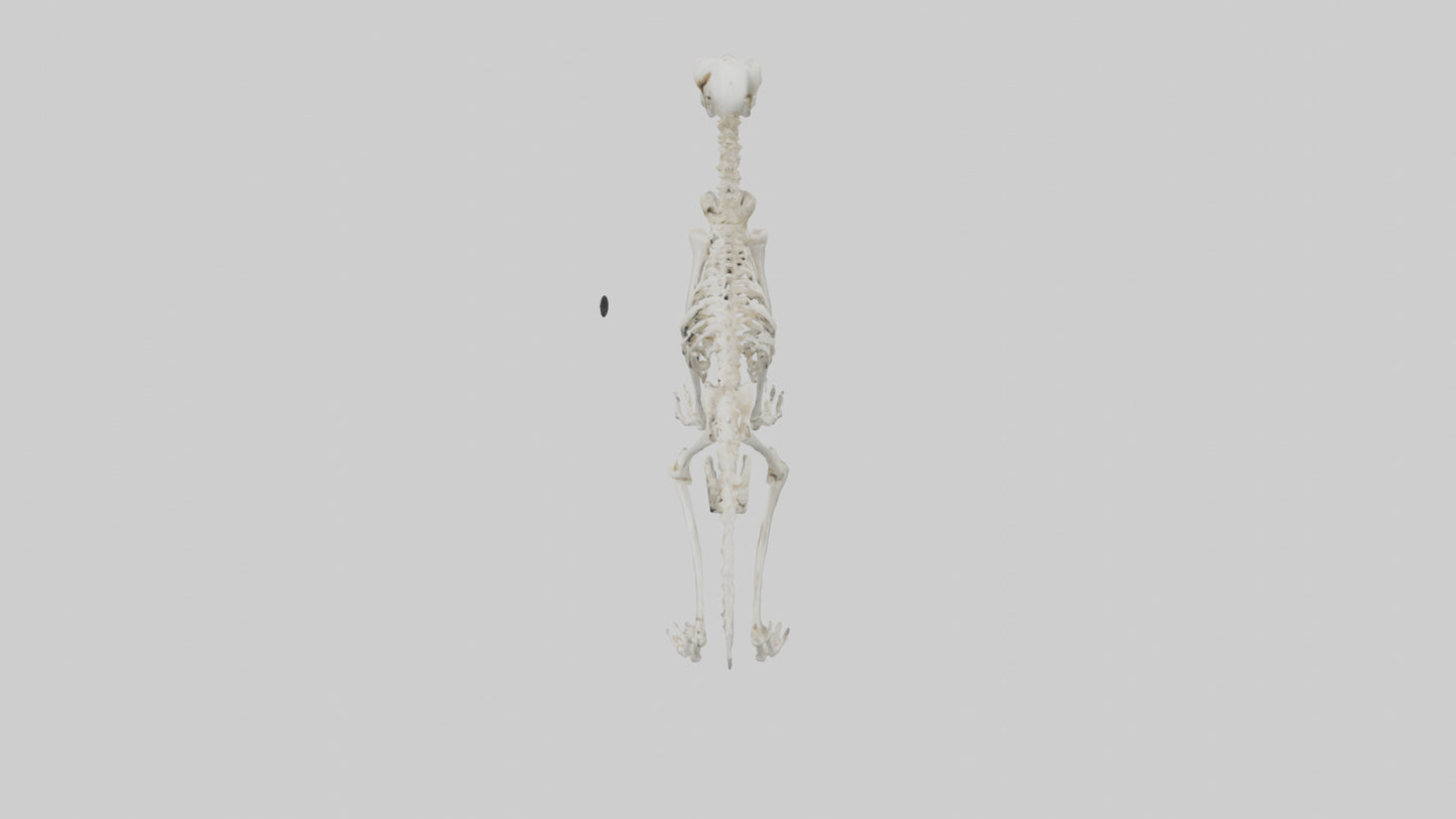 3D model Lemur Skeleton model VR / AR / low-poly