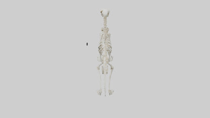3D model Lemur Skeleton model VR / AR / low-poly