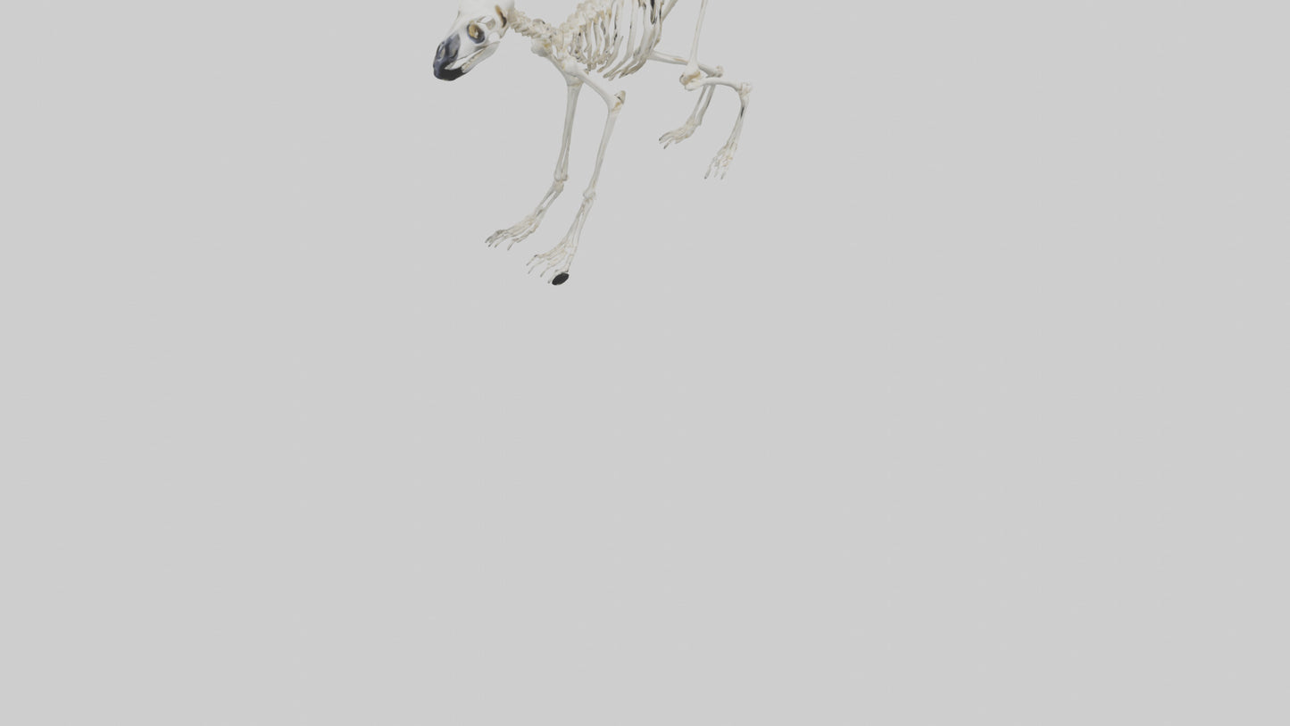 3D model Lemur Skeleton model VR / AR / low-poly