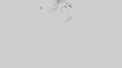 3D model Lemur Skeleton model VR / AR / low-poly