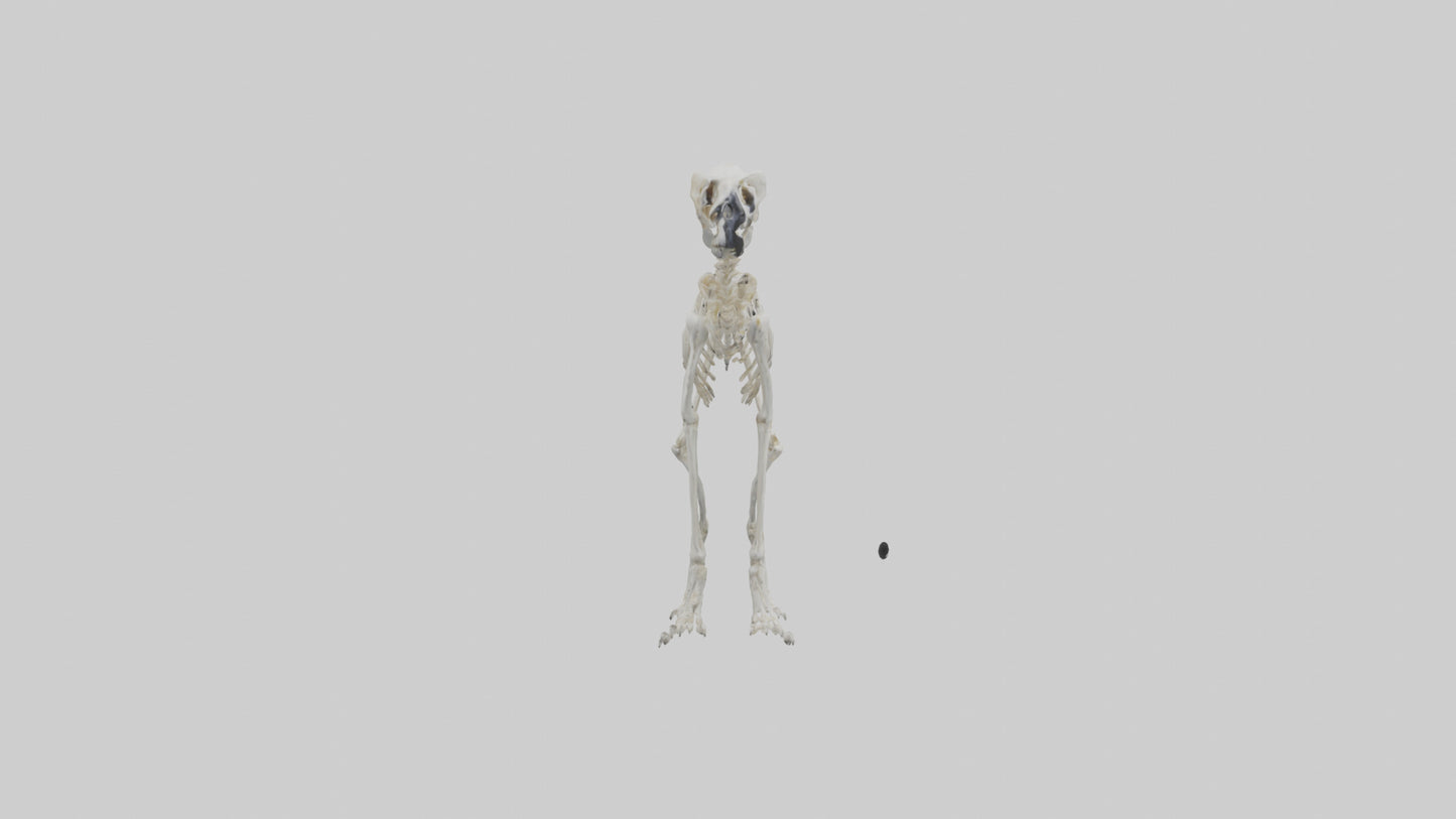 3D model Lemur Skeleton model VR / AR / low-poly