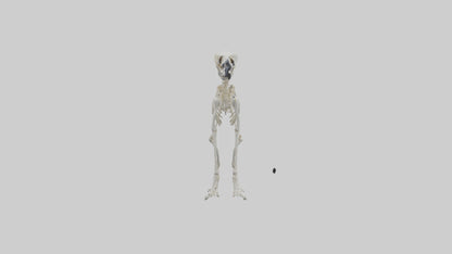 3D model Lemur Skeleton model VR / AR / low-poly