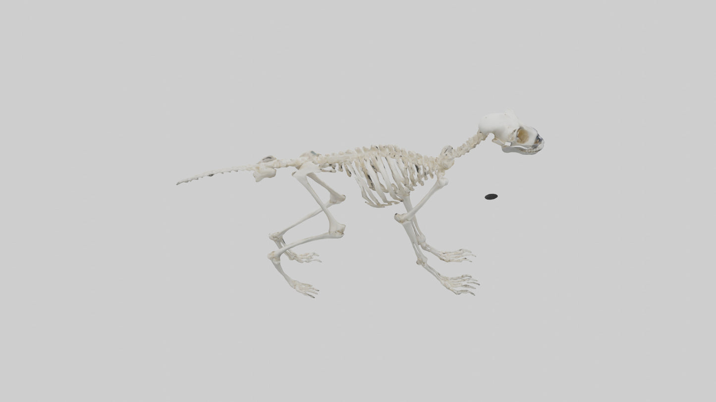 3D model Lemur Skeleton model VR / AR / low-poly