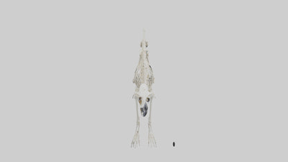 3D model Lemur Skeleton model VR / AR / low-poly
