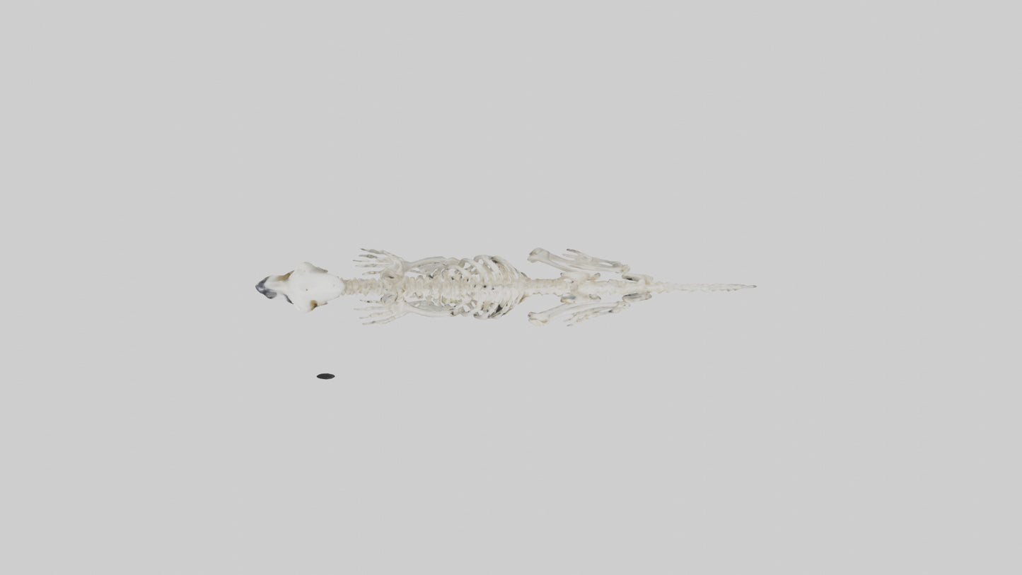 3D model Lemur Skeleton model VR / AR / low-poly