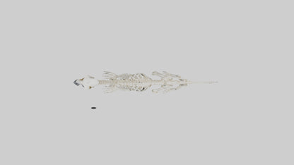 3D model Lemur Skeleton model VR / AR / low-poly
