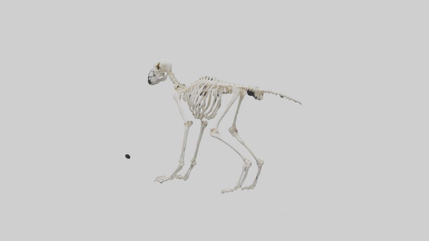 3D model Lemur Skeleton model VR / AR / low-poly
