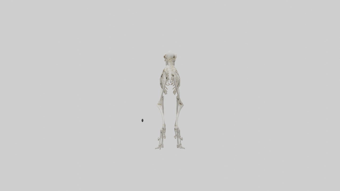 3D model Lemur Skeleton model VR / AR / low-poly