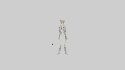 3D model Lemur Skeleton model VR / AR / low-poly