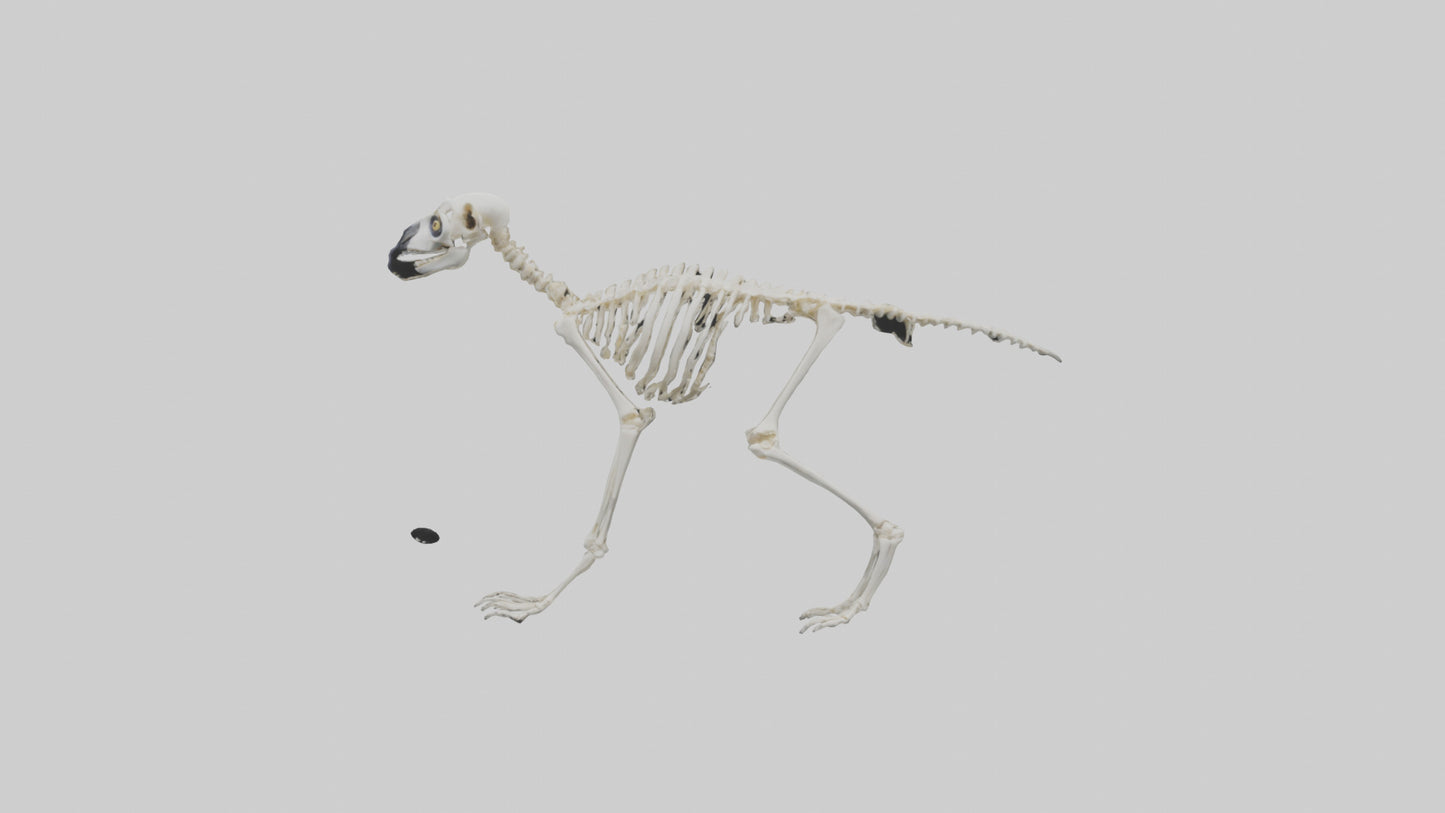 3D model Lemur Skeleton model VR / AR / low-poly