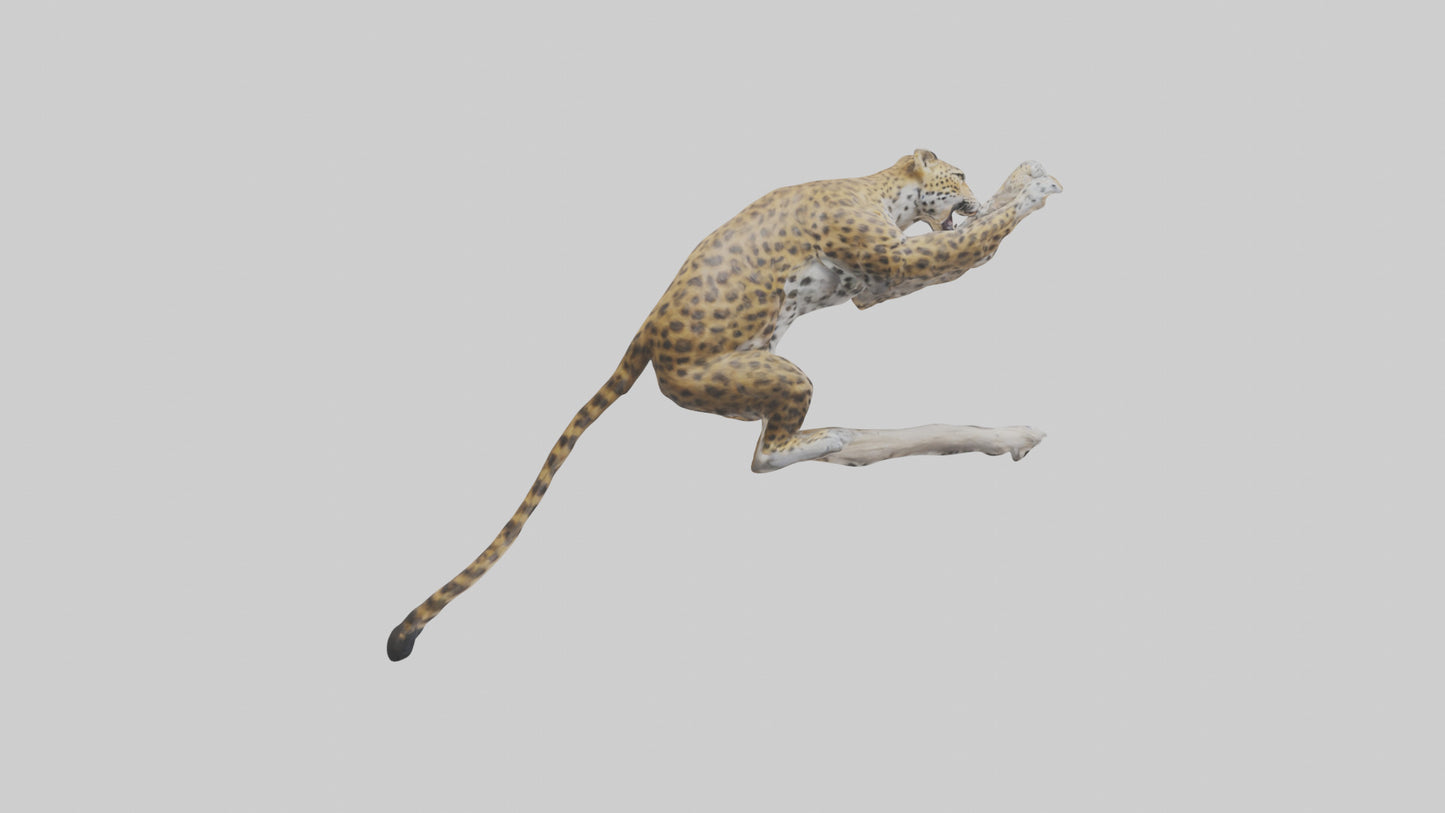 3D model Leopard climbing model VR / AR / low-poly