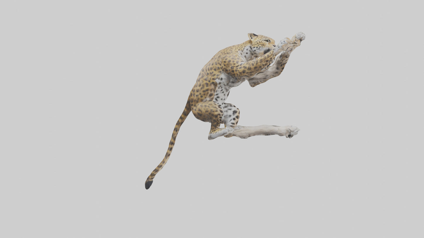 3D model Leopard climbing model VR / AR / low-poly