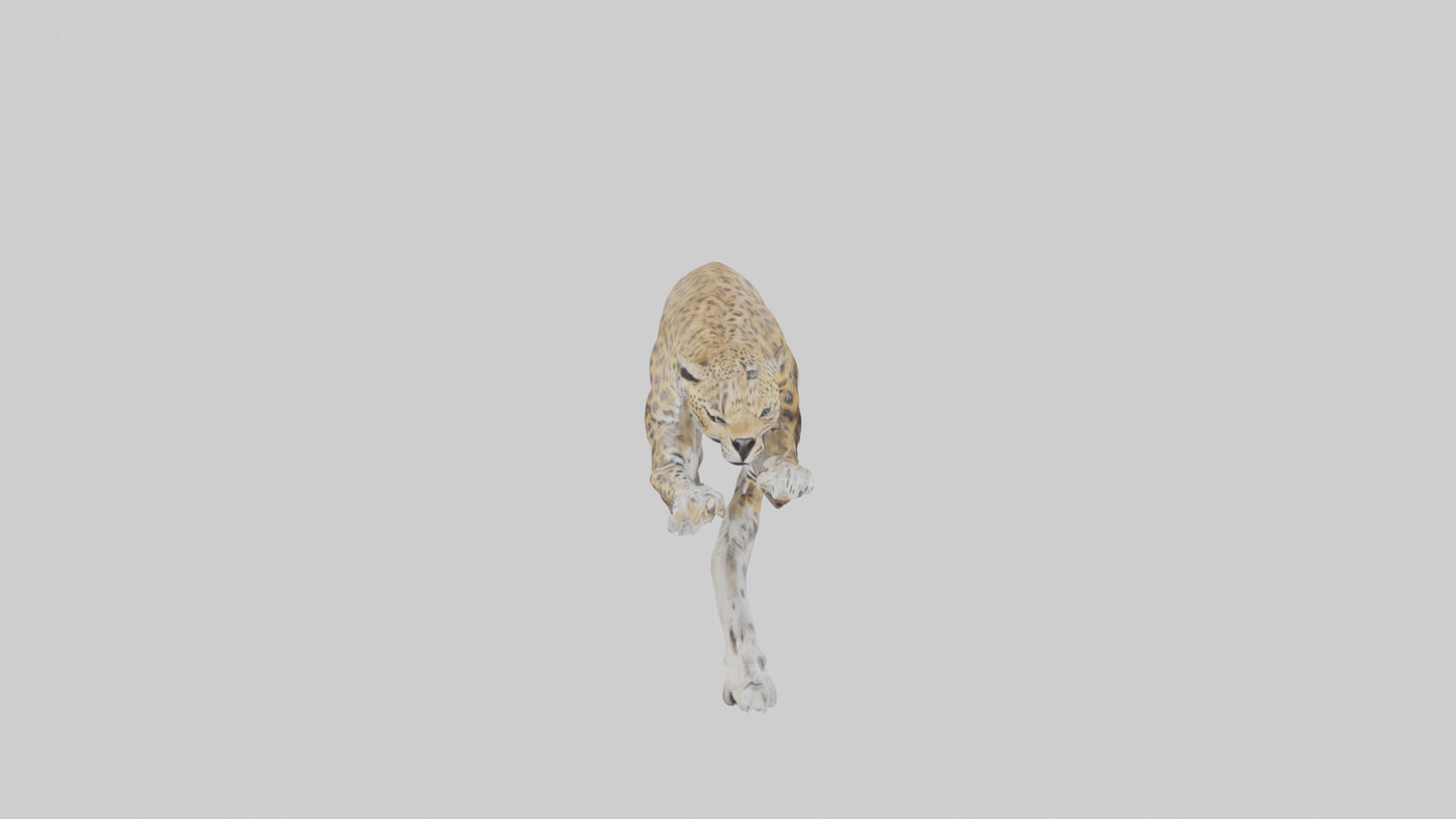 3D model Leopard climbing model VR / AR / low-poly
