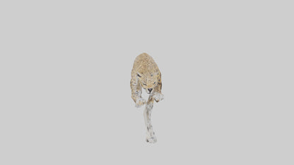 3D model Leopard climbing model VR / AR / low-poly