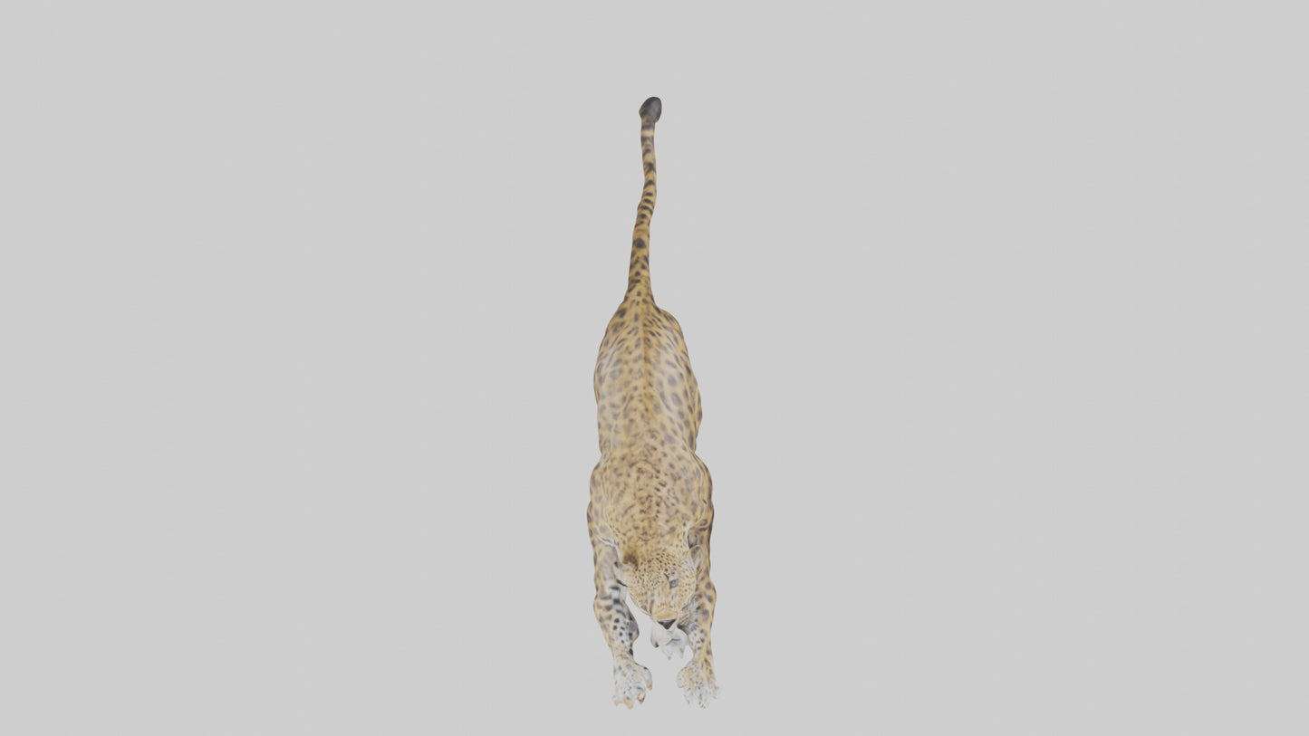 3D model Leopard climbing model VR / AR / low-poly