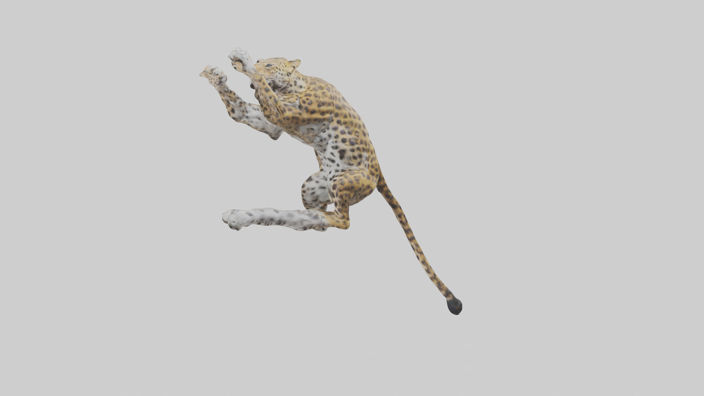 3D model Leopard climbing model VR / AR / low-poly