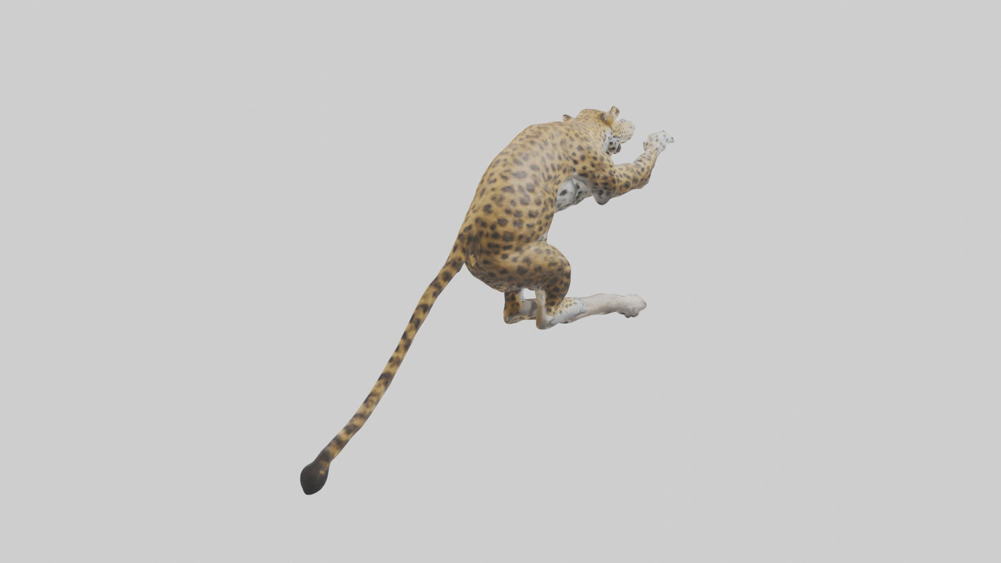3D model Leopard climbing model VR / AR / low-poly