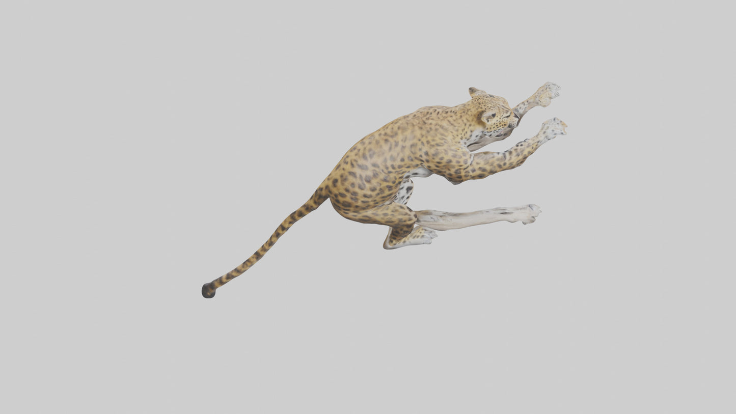3D model Leopard climbing model VR / AR / low-poly