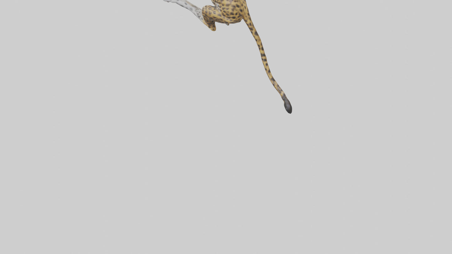 3D model Leopard climbing model VR / AR / low-poly