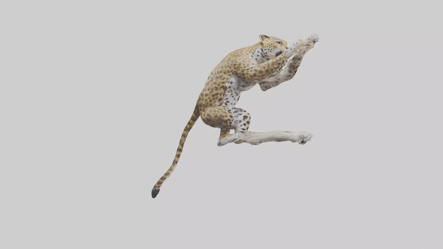 3D model Leopard climbing model VR / AR / low-poly