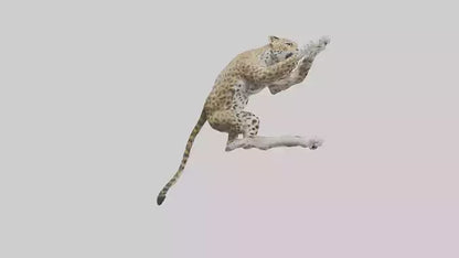 3D model Leopard climbing model VR / AR / low-poly