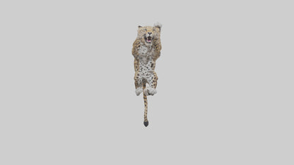 3D model Leopard climbing model VR / AR / low-poly