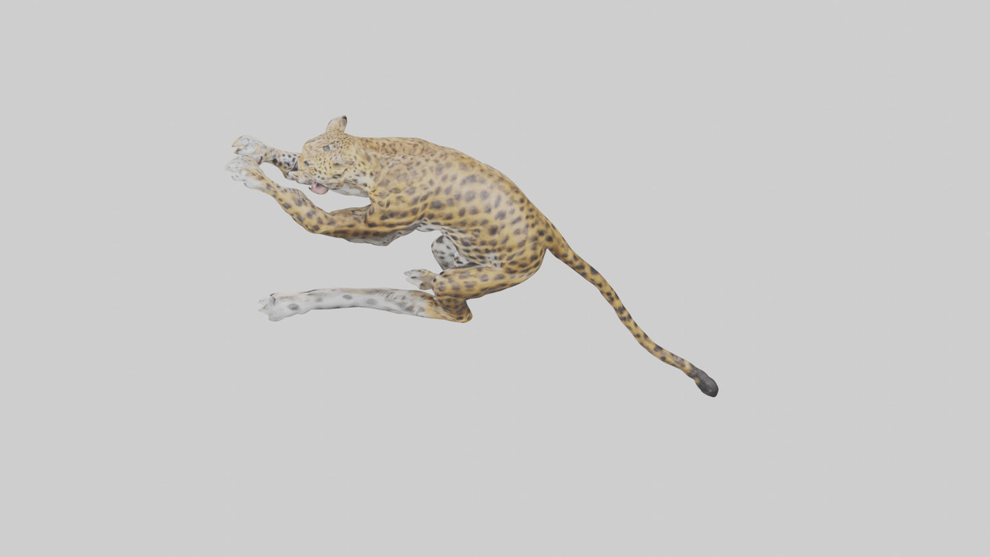 3D model Leopard climbing model VR / AR / low-poly