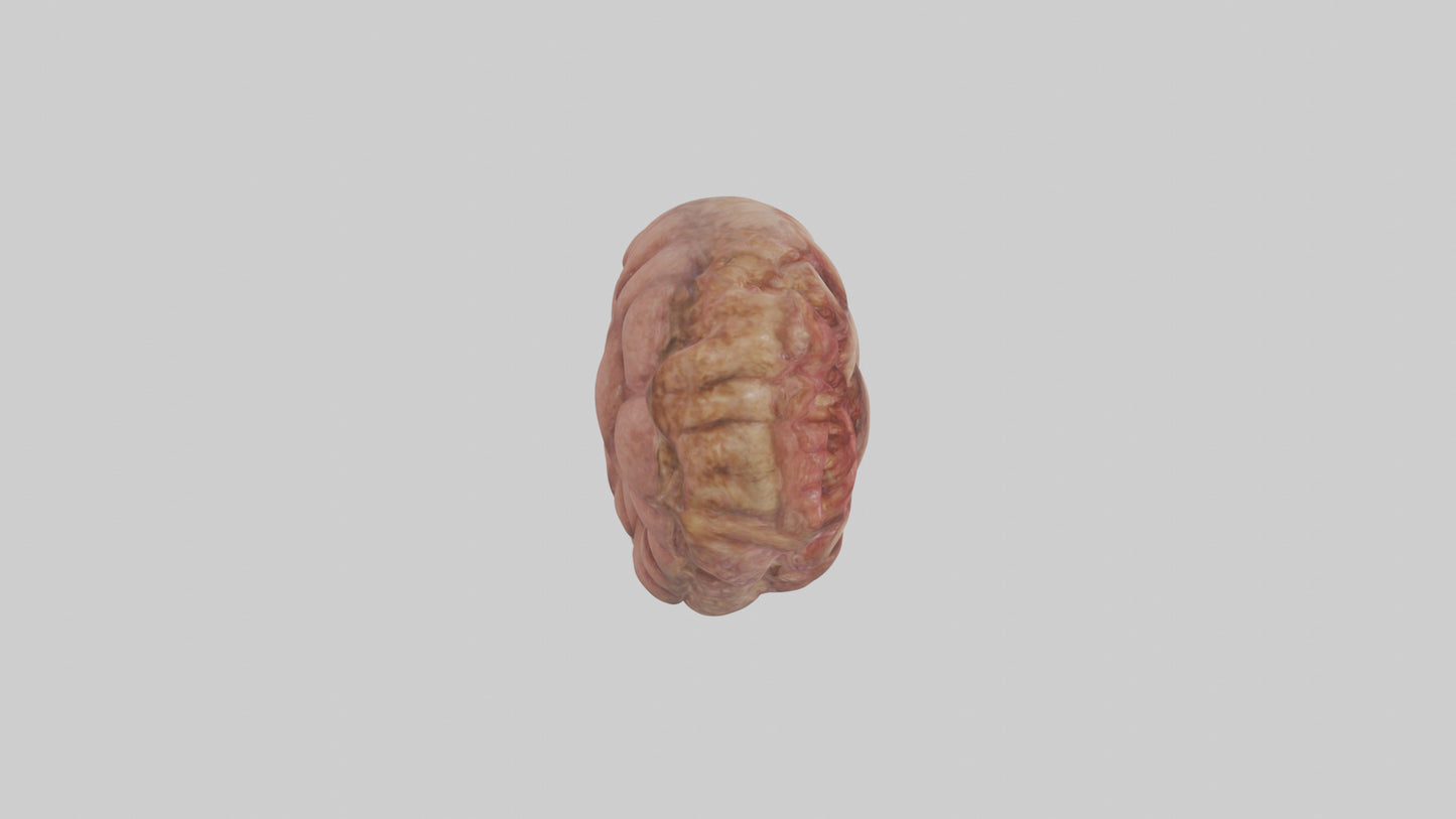 Leopard Large Intestine VR / AR / low-poly