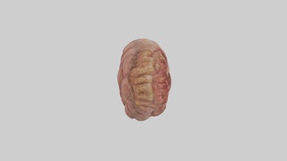 Leopard Large Intestine VR / AR / low-poly