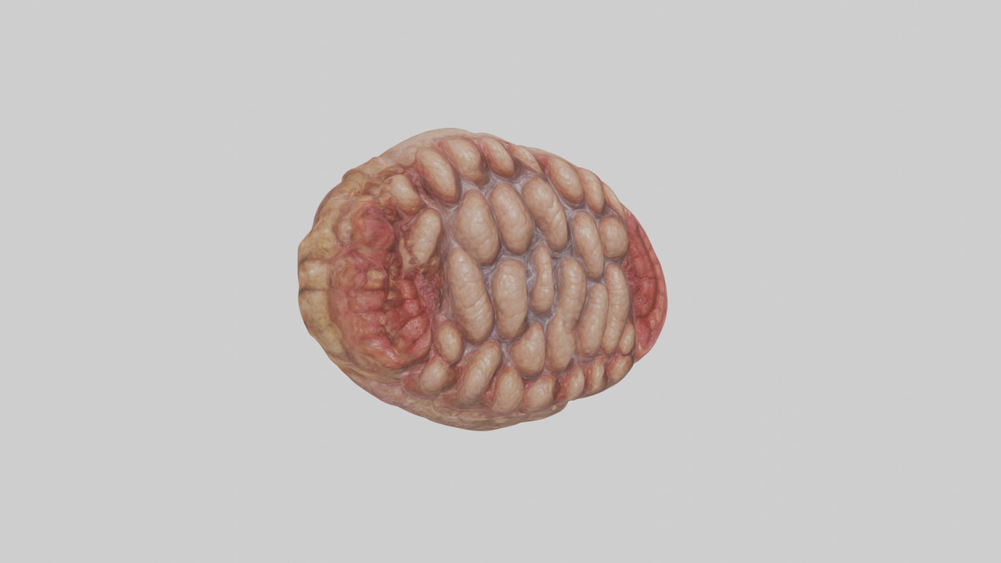 Leopard Large Intestine VR / AR / low-poly