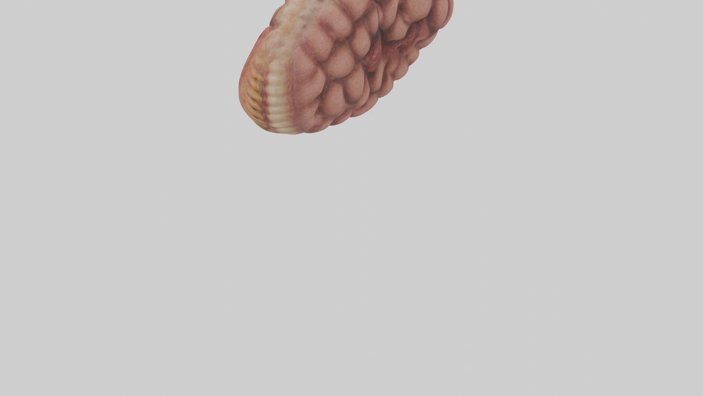 Leopard Large Intestine VR / AR / low-poly