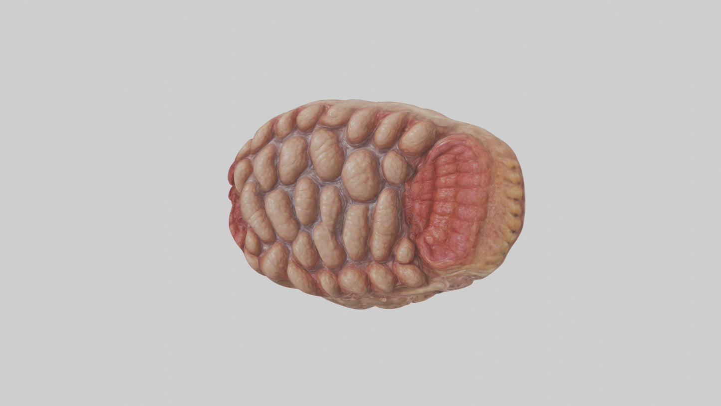 Leopard Large Intestine VR / AR / low-poly