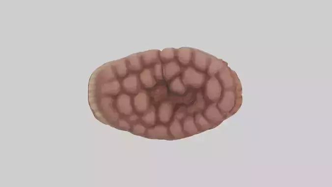Leopard Large Intestine VR / AR / low-poly