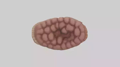Leopard Large Intestine VR / AR / low-poly
