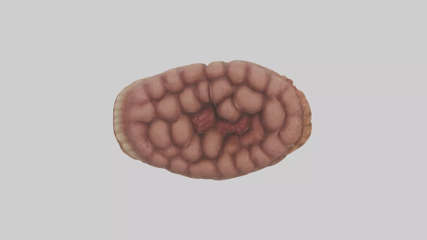 Leopard Large Intestine VR / AR / low-poly