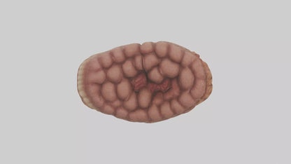 Leopard Large Intestine VR / AR / low-poly
