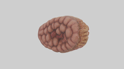 Leopard Large Intestine VR / AR / low-poly