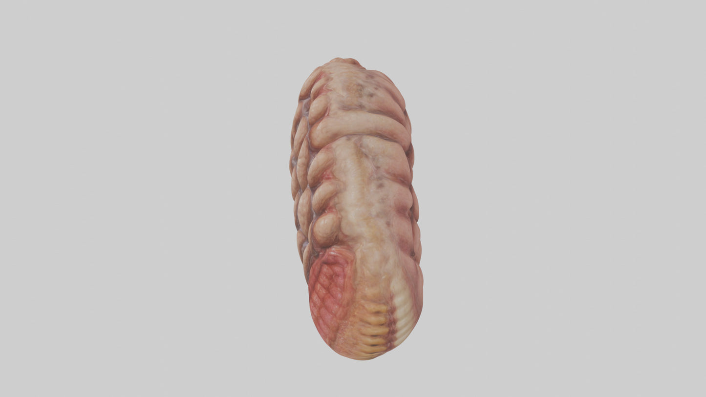 Leopard Large Intestine VR / AR / low-poly