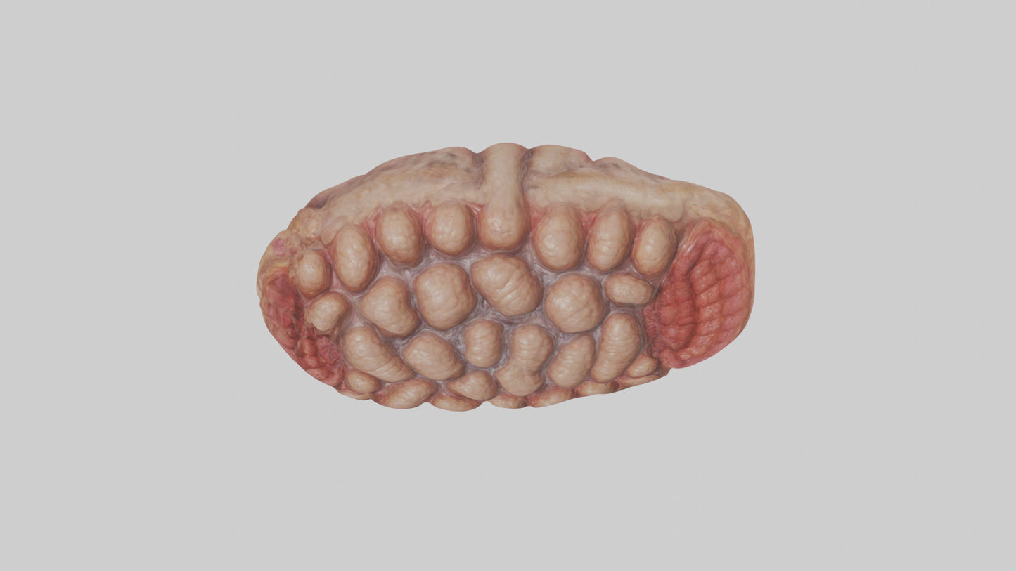 Leopard Large Intestine VR / AR / low-poly