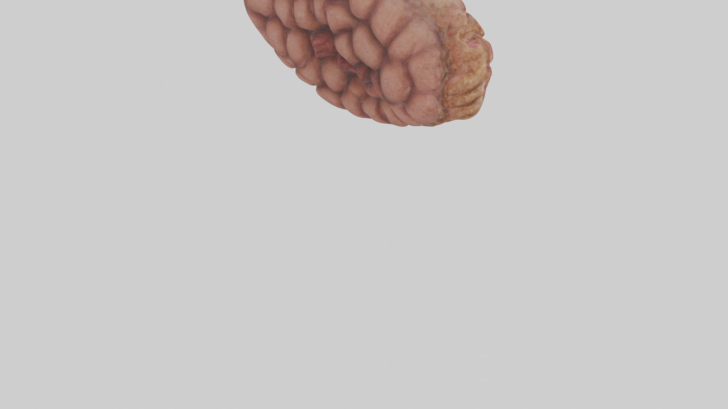 Leopard Large Intestine VR / AR / low-poly